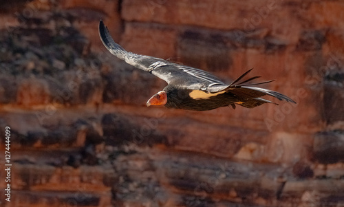 critically endangered California Condors in flight over Arizona high desert habitat