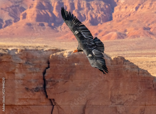 critically endangered California Condors in flight over Arizona high desert habitat