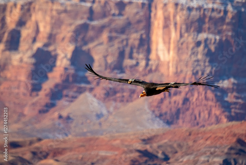 critically endangered California Condors in flight over Arizona high desert habitat