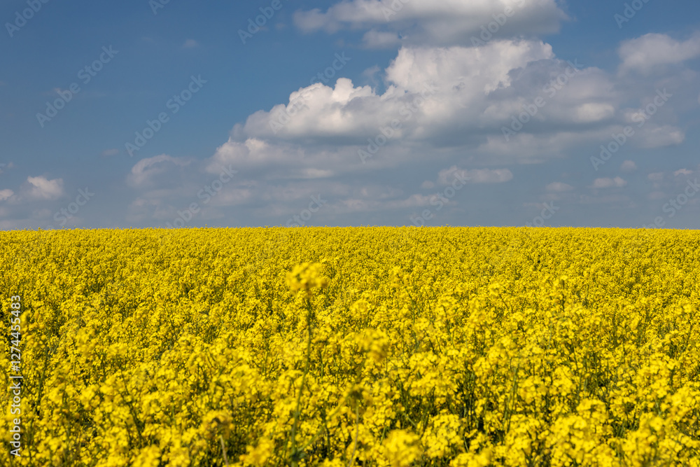 A field of vibrant rapeseed crops. in bloom on a sunny spring day A field of vibrant rapeseed crops. in bloom on a sunny spring day