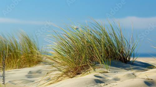 Wallpaper Mural sanddunes with grass Torontodigital.ca