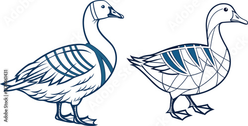 A white duck with blue stripes 