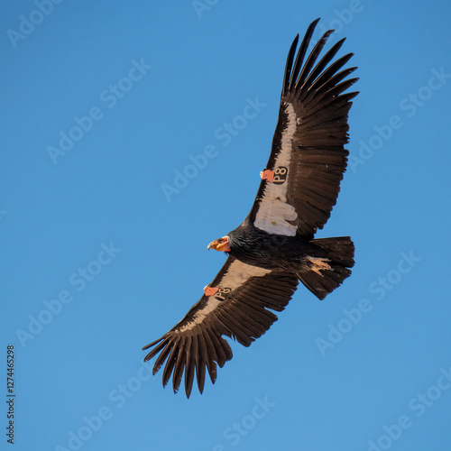 critically endangered California Condors in flight over Arizona high desert habitat