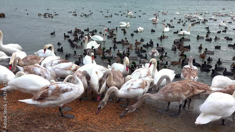 Swans and wild ducks eat grain on the shore of a reservoir where people feed them in winter, Black Sea, Odessa