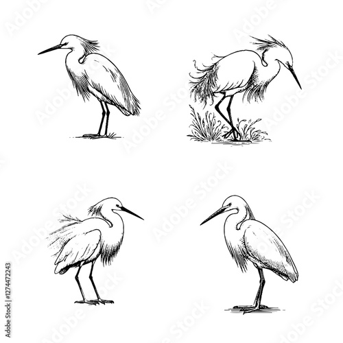 Snowy Egret