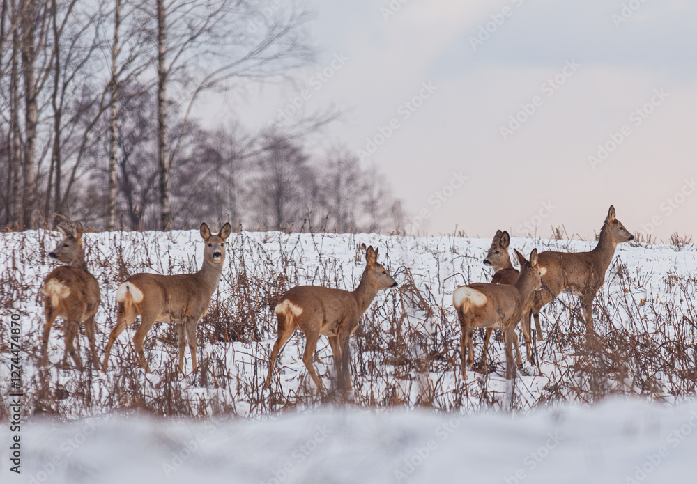 A Beautiful Winter Scene Featuring a Group of Majestic Deer in a Snowy Landscape Setting A Beautiful Winter Scene Featuring a Group of Majestic Deer in a Snowy Landscape Setting
