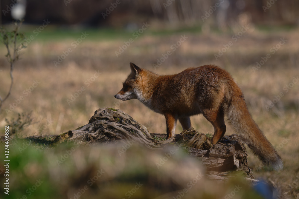 Obraz premium Uccellini e passeri in volo ,poiana picchio verde