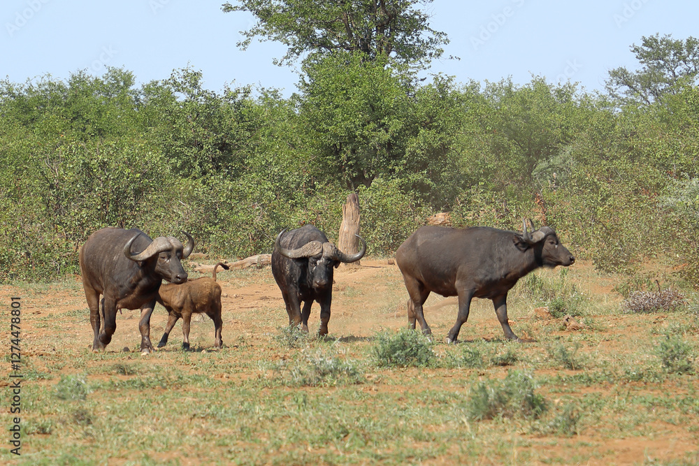 Naklejka premium Kaffernbüffel / African buffalo / Syncerus caffer.