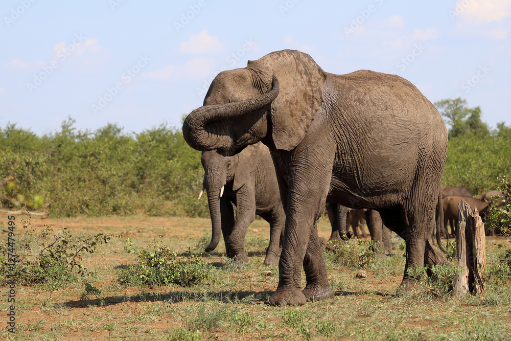 Afrikanischer Elefant / African elephant / Loxodonta africana Afrikanischer Elefant / African elephant / Loxodonta africana