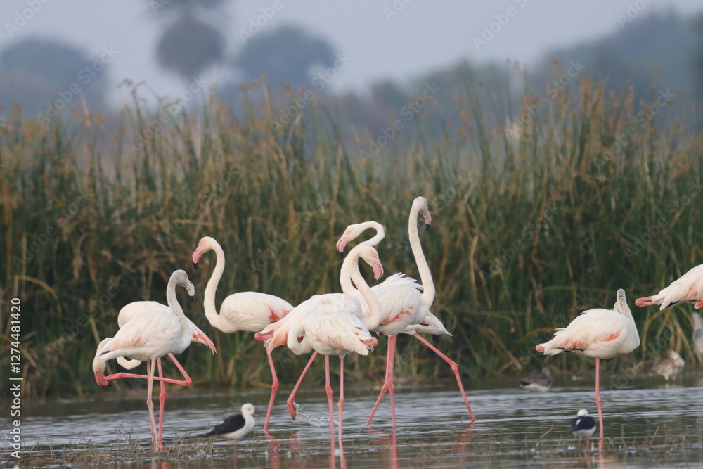 This breathtaking image captures a flamingo in its natural habitat at Bhigwan, Maharashtra, a renowned birdwatching destination. With its elegant long legs, curved neck, and striking pink feathers, th This breathtaking image captures a flamingo in its natural habitat at Bhigwan, Maharashtra, a renowned birdwatching destination. With its elegant long legs, curved neck, and striking pink feathers, th