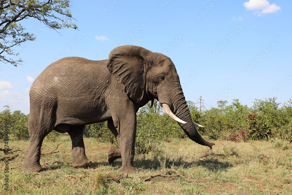 Obraz premium Afrikanischer Elefant / African elephant / Loxodonta africana