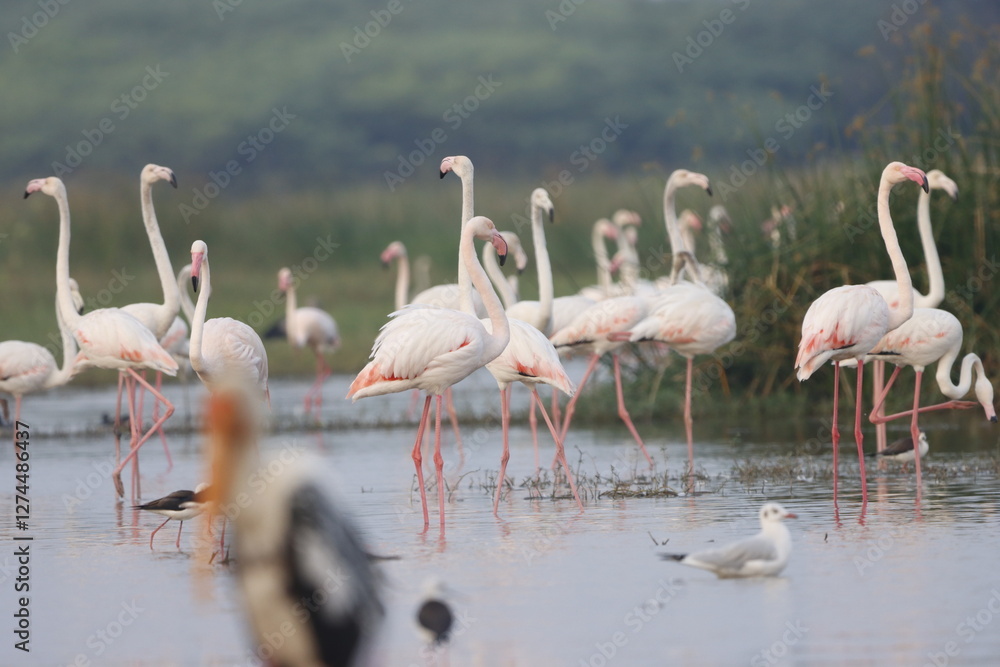 Fototapeta premium This breathtaking image captures a flamingo in its natural habitat at Bhigwan, Maharashtra, a renowned birdwatching destination. With its elegant long legs, curved neck, and striking pink feathers