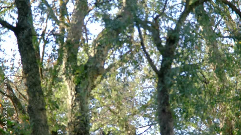 Alberi di Sughero, Italia, Roma Alberi di Sughero, Italia, Roma
