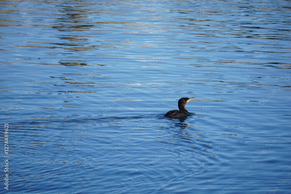 Petit cormoran .