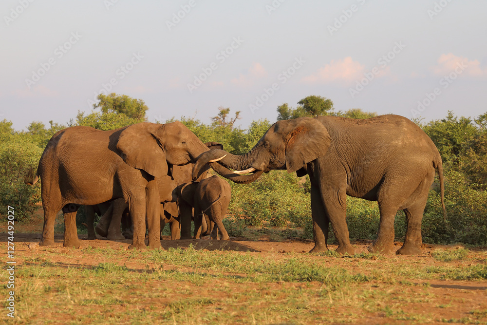 Fototapeta premium Afrikanischer Elefant / African elephant / Loxodonta africana