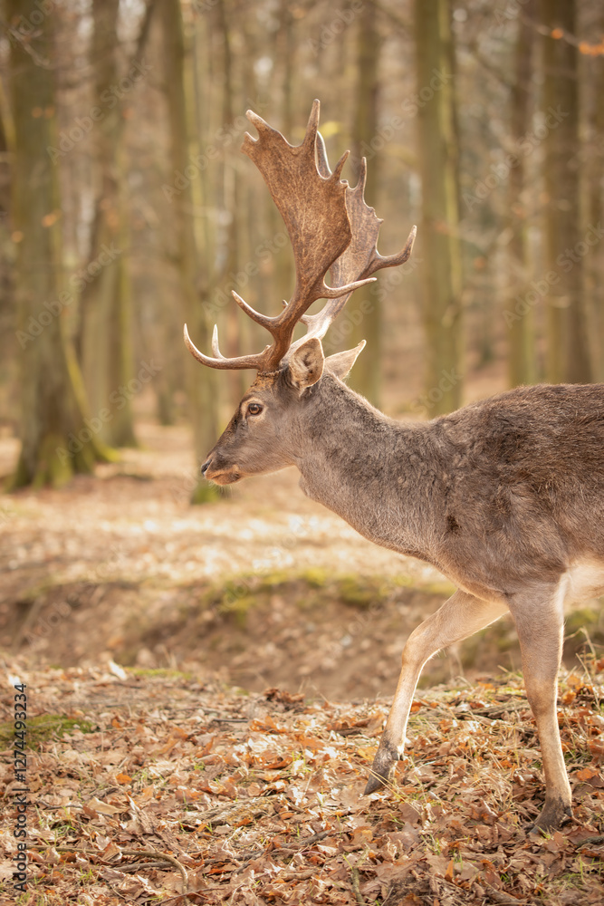 Vertical Side Portrait of European Fallow Deer in Forest Park. Furry Buck with Antlers in Czech Republic. Beautiful Animal in Europe. Vertical Side Portrait of European Fallow Deer in Forest Park. Furry Buck with Antlers in Czech Republic. Beautiful Animal in Europe.