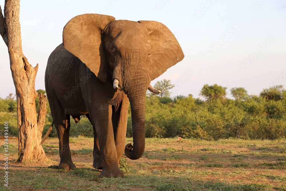 Fototapeta premium Afrikanischer Elefant / African elephant / Loxodonta africana
