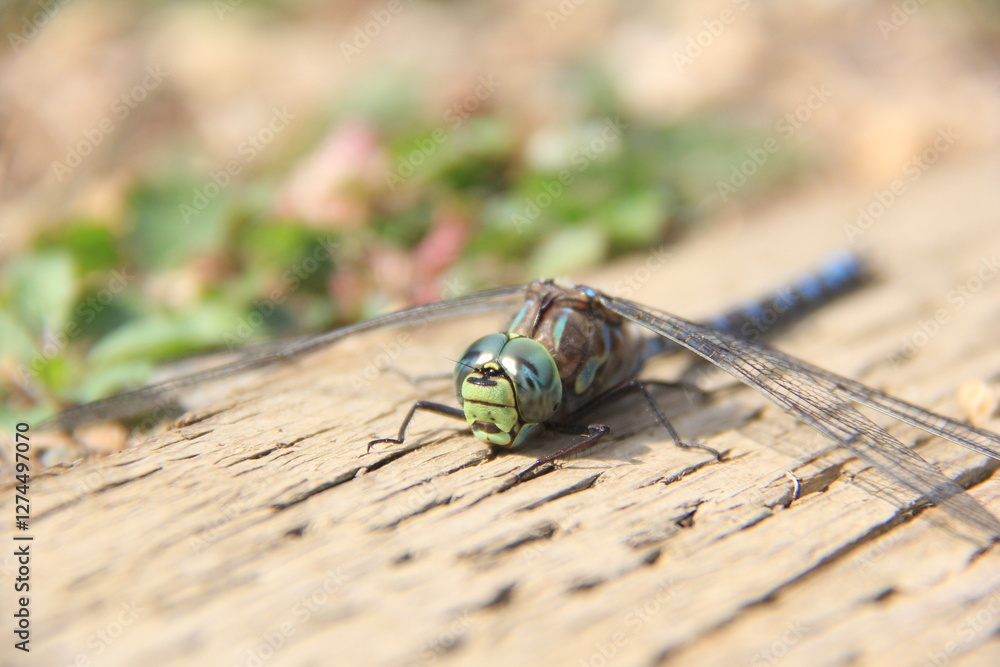 My Travels and Trucking Images in Canada and U.S.A.