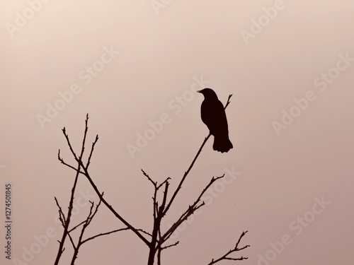 Red-winged blackbird black silhouette on tree branch with sky background