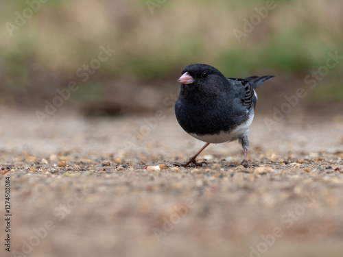Dark-eyed junco bird on ground with rocky sandy brown soil and grass