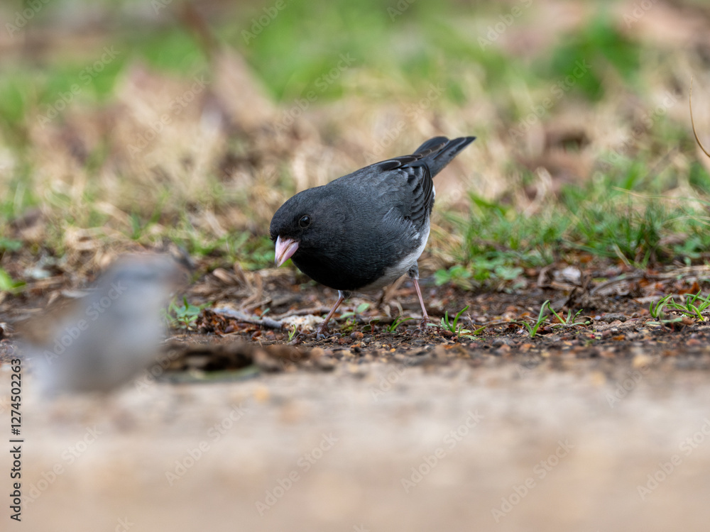 Obraz premium Dark-eyed junco bird on ground with rocky sandy brown soil and grass