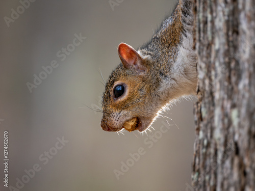 Eastern gray squirrel close up portrait with nut in mouth on tree trunk