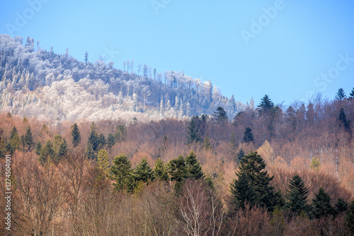 Fototapeta Naklejka Na Ścianę i Meble -  View of mountains covered by fir trees on bright sunny day in winter, Beskidy, Poland.