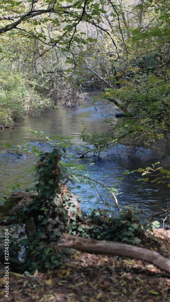 A fast mountain river. Green vegetation near clear water. The wilderness. Protected forest. Active leisure. A place with fresh air. River rapids. A fast mountain river. Green vegetation near clear water. The wilderness. Protected forest. Active leisure. A place with fresh air. River rapids.