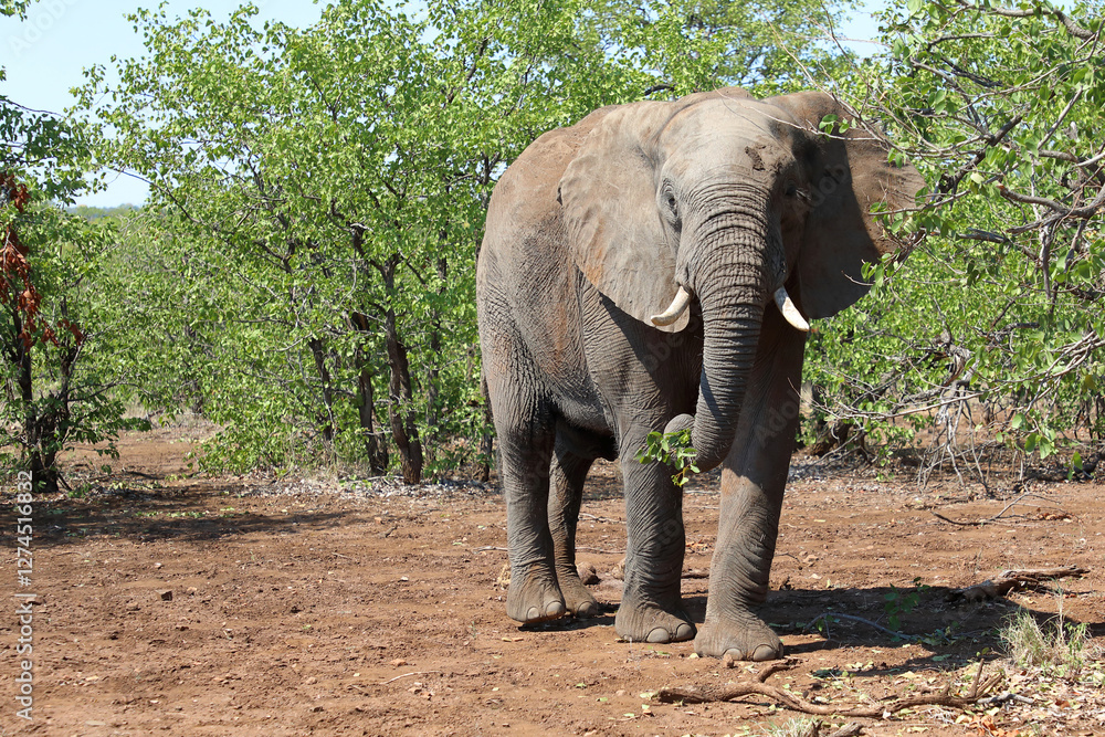 Fototapeta premium Afrikanischer Elefant / African elephant / Loxodonta africana