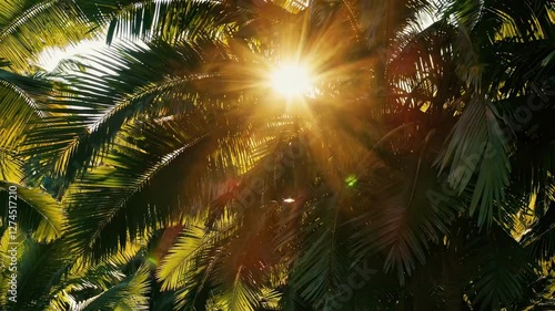 Wallpaper Mural Sunlight filters through palm leaves, creating a serene, tropical vibe. Low-angle shot captures the warm, golden glow, ideal for a relaxing video. Torontodigital.ca