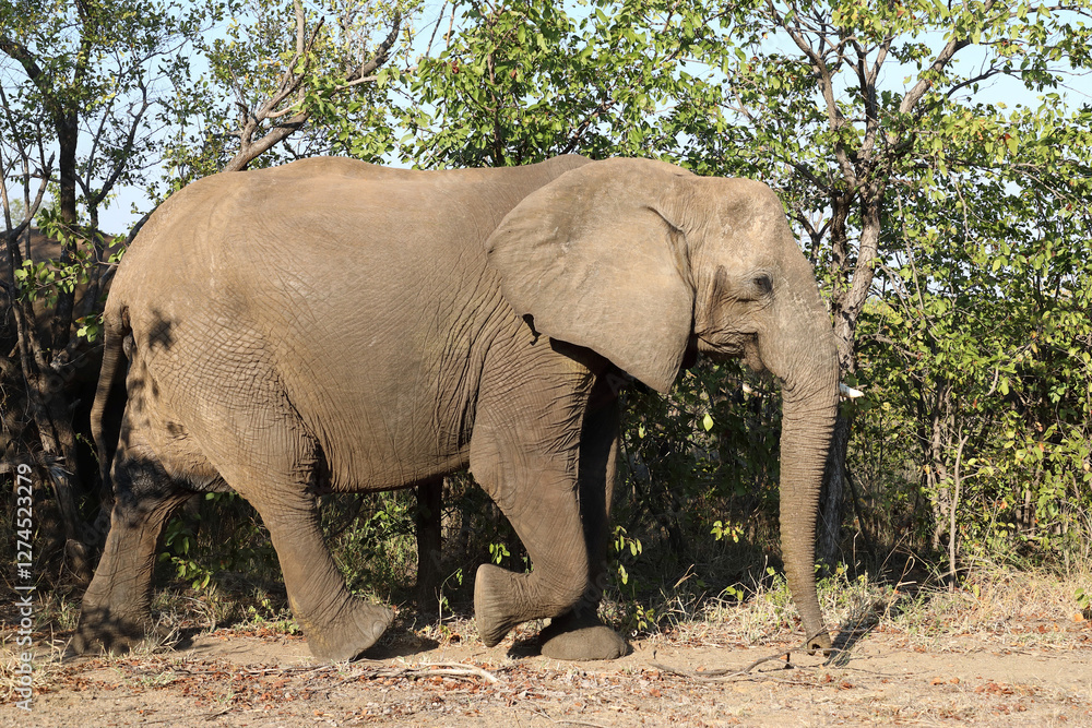 Obraz premium Afrikanischer Elefant / African elephant / Loxodonta africana