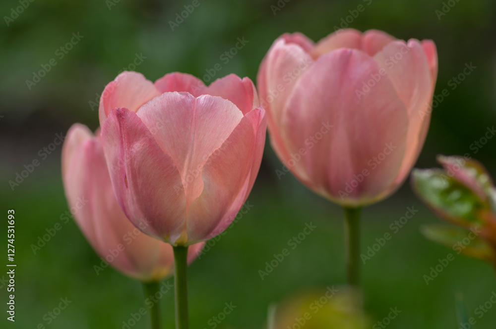 Bright light pink yellow color country Darwin tulips in bloom, bouquet of springtime flowering plants in the ornamental garden