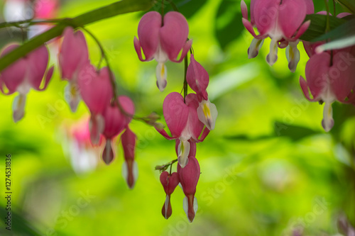 Obraz na płótnie Dicentra spectabilis bleeding heart flowers in hearts shapes in bloom, beautiful Lamprocapnos pink white flowering plant w salonie