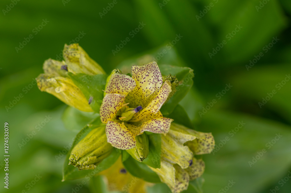 Gentiana punctata spotted gentian yellow flowers in bloom, mountain flowering wild plant
