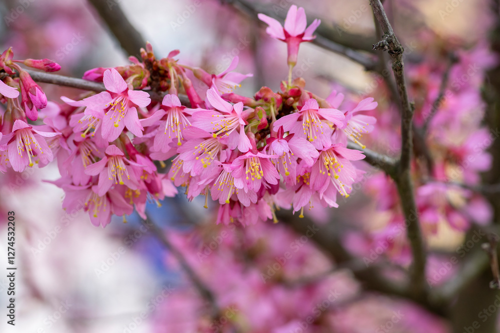 Prunus incam okame cherry ornamental small tree flowers in bloom, beautiful pink plant flowering branches