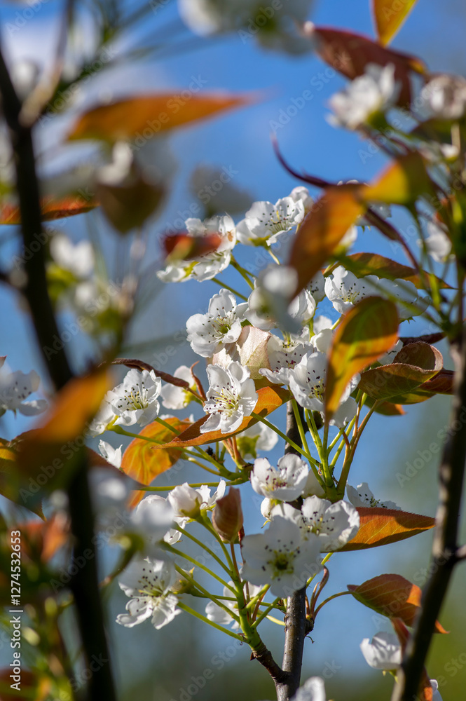 Pyrus pyrifolia asian pear white tree flowers in bloom, nashi flowering branches