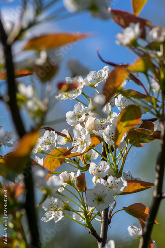Obraz na płótnie Pyrus pyrifolia asian pear white tree flowers in bloom, nashi flowering branches w salonie