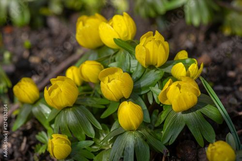 Bunch of Eranthis hyemalis flowering plants, common winter aconite in bloom, early spring bulbous flowers, macro detail view photo