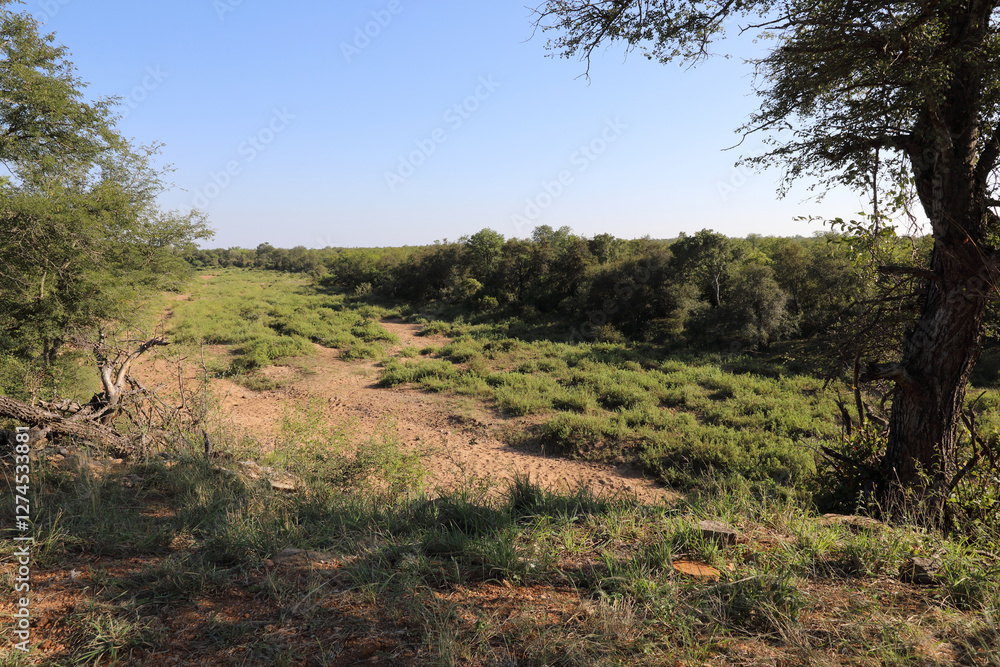 Krüger Park - Afrikanischer Busch - Shingwedzi River / Kruger Park - African bush - Shingwedzi River / Krüger Park - Afrikanischer Busch - Shingwedzi River / Kruger Park - African bush - Shingwedzi River /