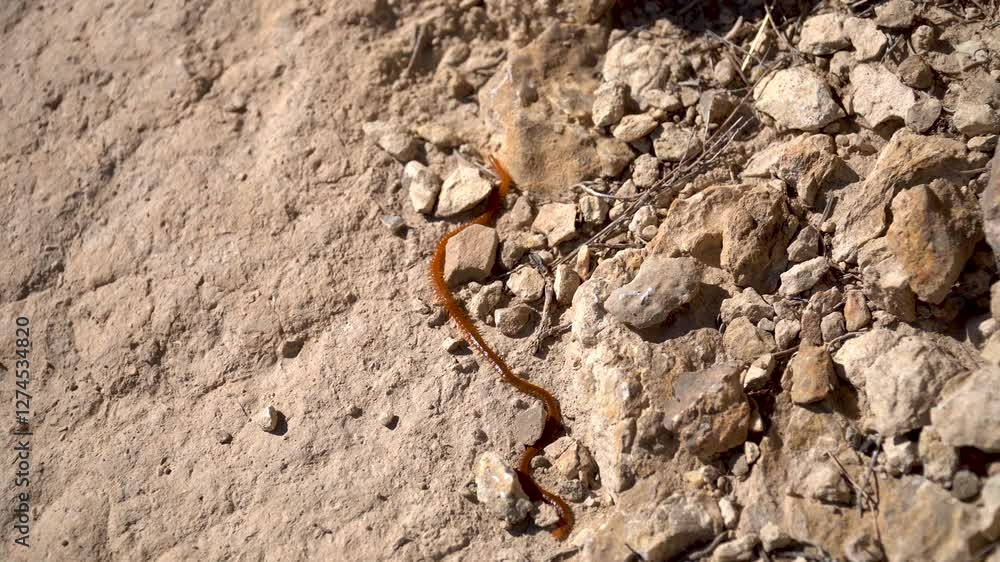 A centipede walking on rocky ground. A centipede walking on rocky ground.