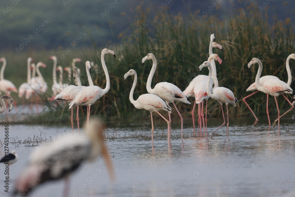This breathtaking image captures a flamingo in its natural habitat at Bhigwan, Maharashtra, a renowned birdwatching destination. With its elegant long legs, curved neck, and striking pink feathers This breathtaking image captures a flamingo in its natural habitat at Bhigwan, Maharashtra, a renowned birdwatching destination. With its elegant long legs, curved neck, and striking pink feathers
