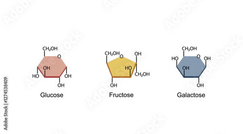 Monosaccharides, glucose, galactose and Fructose molecules, chemical structure. Carbohydrates Digestion. Vector Illustration