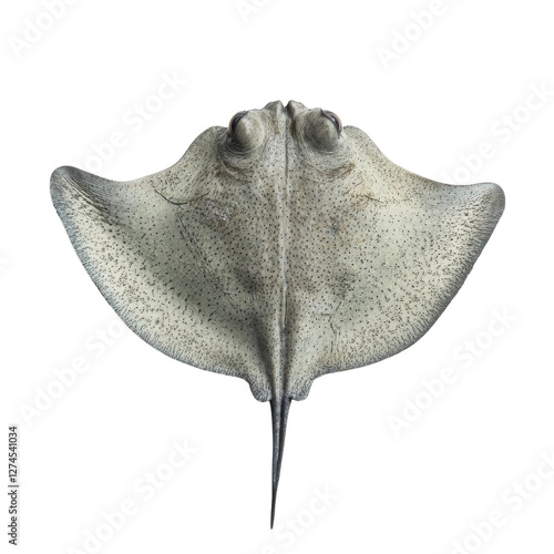 Detailed isolated stingray on white background with smooth texture