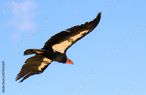critically endangered California Condors in flight over Arizona high desert habitat
