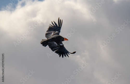 critically endangered California Condors in flight over Arizona high desert habitat