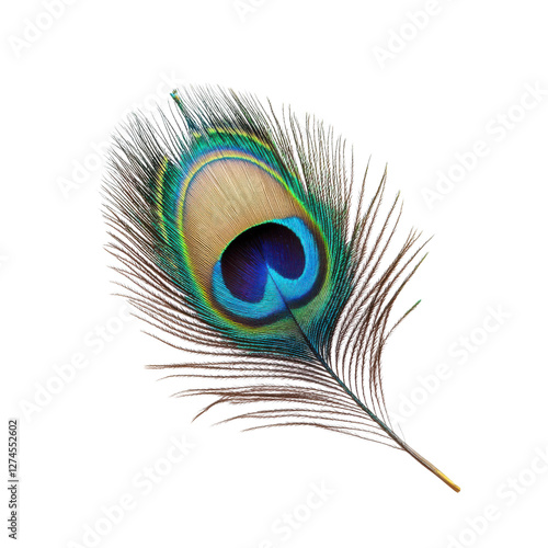 Elegant closeup of vibrant peacock feather on Transparent background