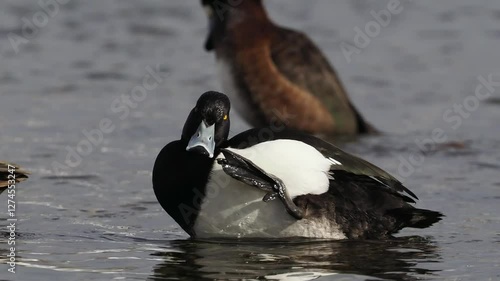 A male Tufted duck preening at a lake in winter.