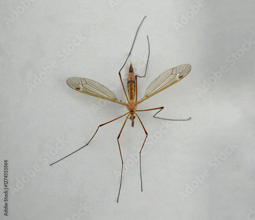 centipede mosquito (Tipulidae Latreille) close-up photo