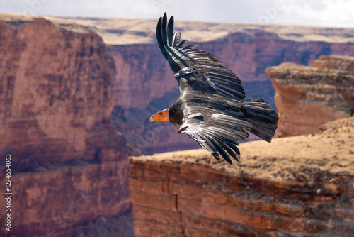 critically endangered California Condors in flight over Arizona high desert habitat