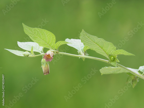 Foto Belladonna or deadly nightshade plant with flowers and pods, Atropa belladonna